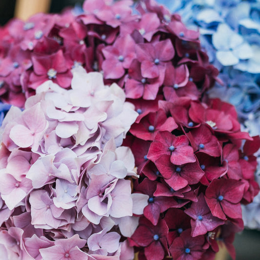 L'Hortensia