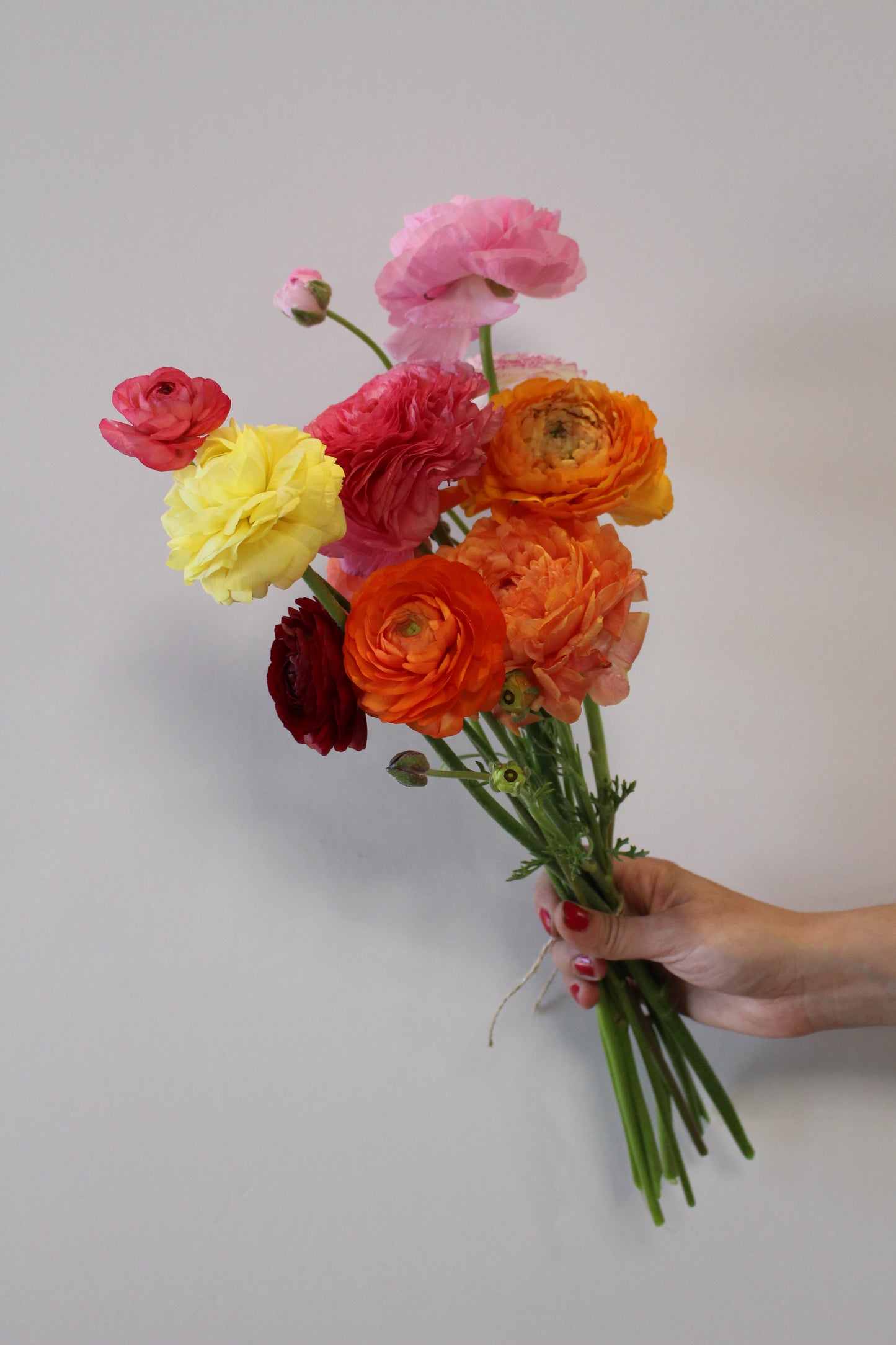 Botte de renoncules fraiches – 10 tiges – Retrait à l'atelier