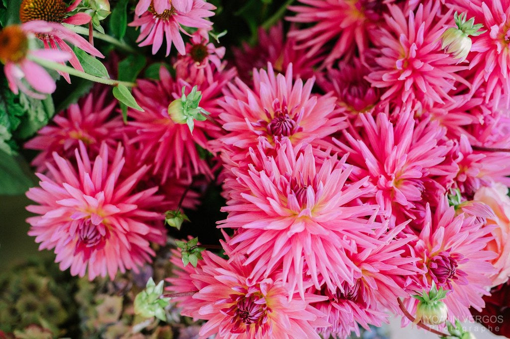 La Dahlia