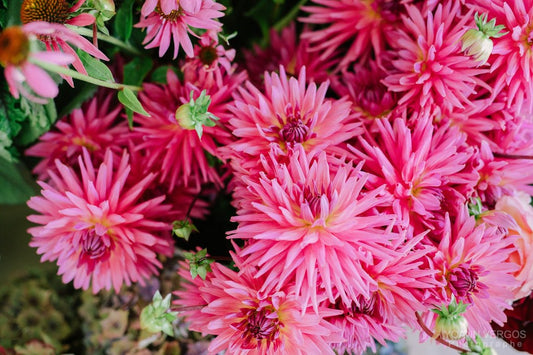La Dahlia