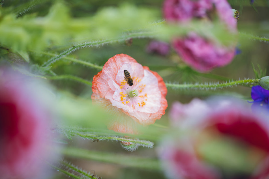 Les bottes d'Anémone deviennent une Entreprise Engagée pour la Nature reconnue par l'Office Francais pour la Biodiversité