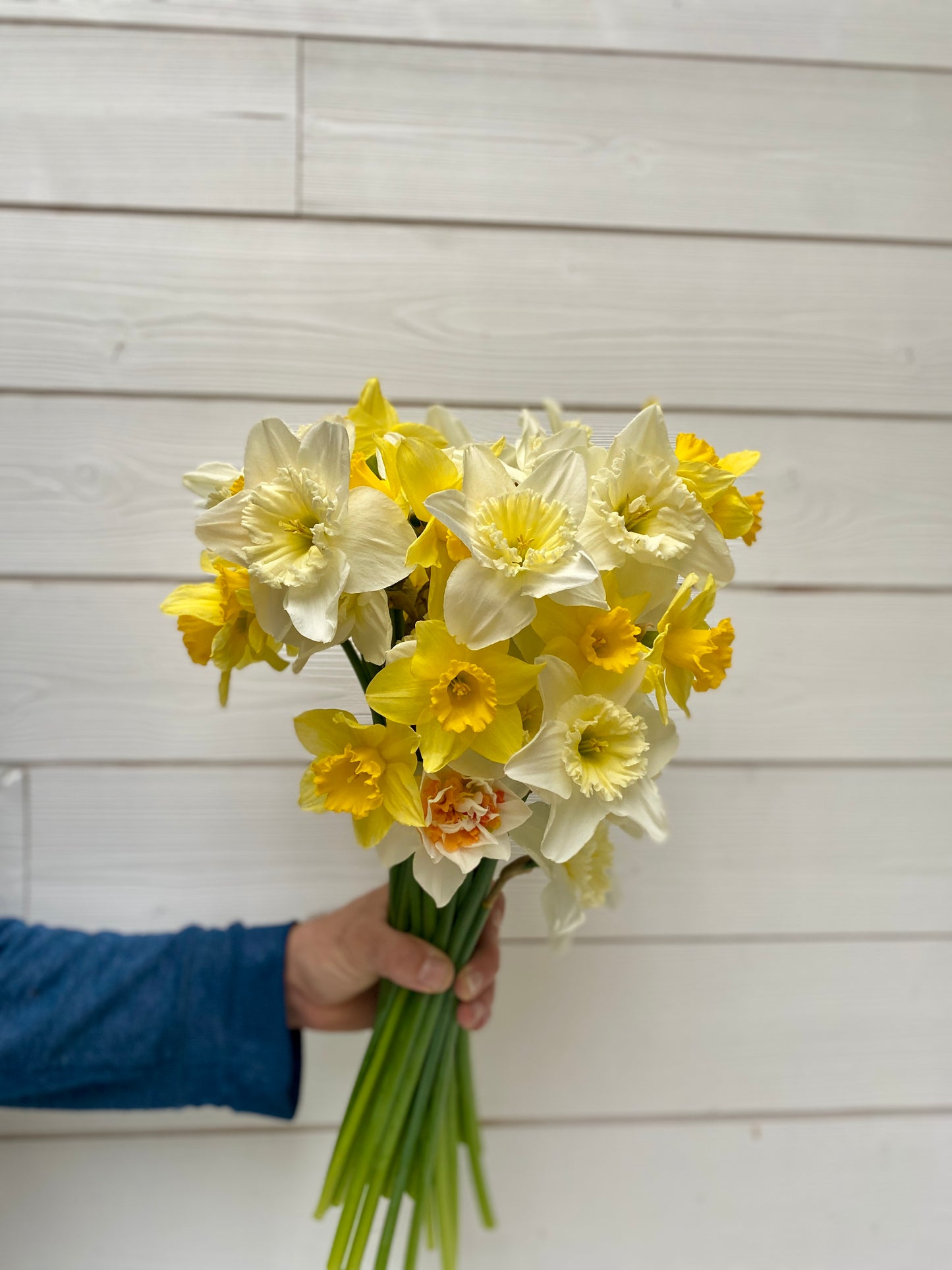 Botte de narcisses frais – 10 tiges – Retrait à l'atelier