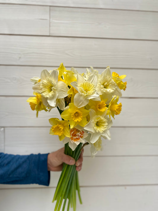 Botte de narcisses frais – 10 tiges – Retrait à l'atelier