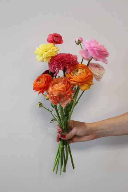 Botte de renoncules fraiches – 10 tiges – Retrait à l'atelier