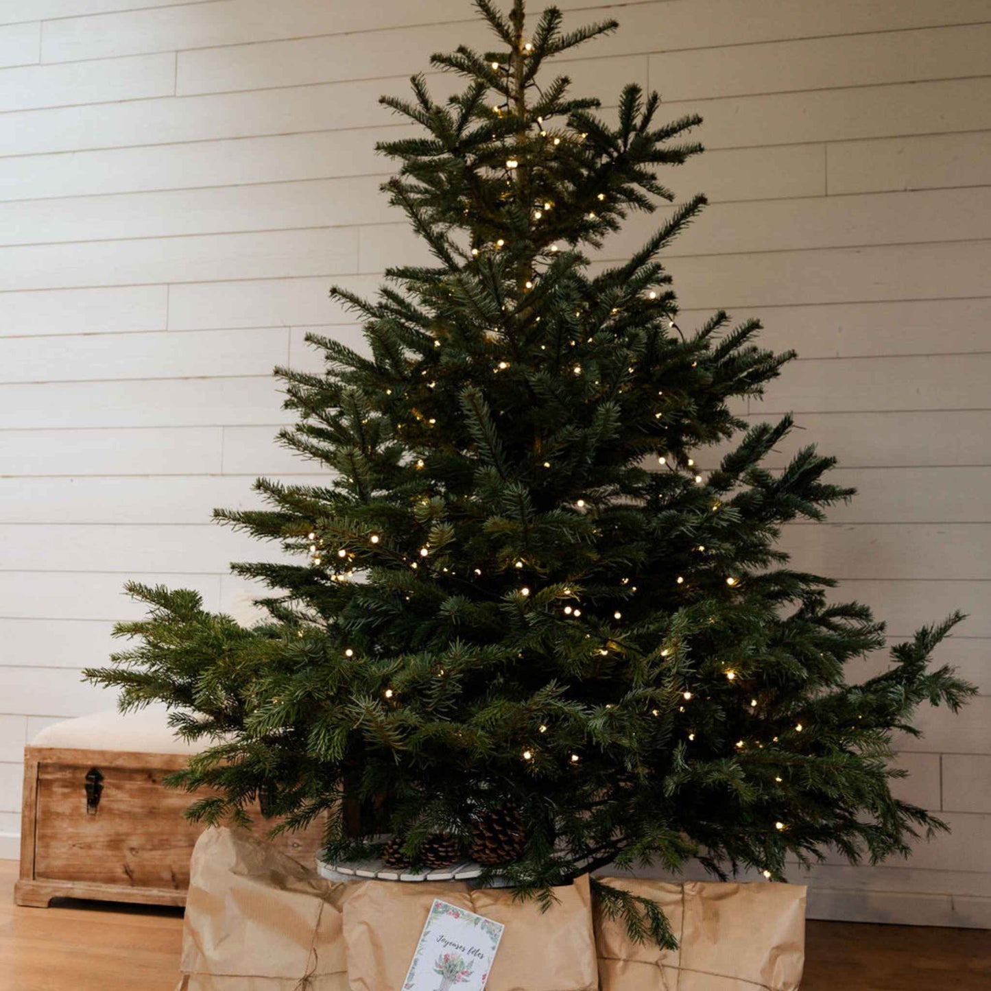 Sapin de Noël Nordmann