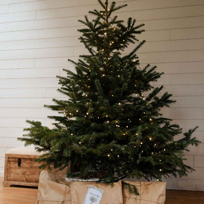 Sapin de Noël Nordmann